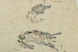 Five Cretaceous Fossil Shrimp (Carpopenaeus) - Hjoula, Lebanon #200694-1
